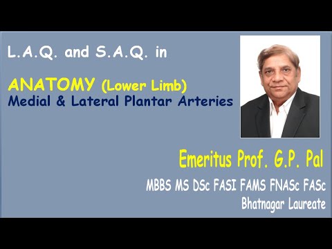 26. Medial & Lateral Plantar Arteries