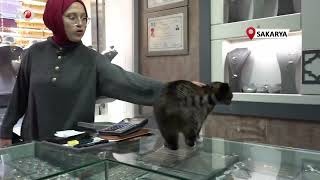 Bu Kedi Altınların Arasında Uyuyor