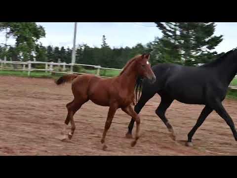 Versteeg - colt by Vilancio (Sept15)