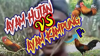 Download lagu PIKAT AYAM HUTAN f1 VS AYAM HUTAN ORI | RACIK AYAM HUTAN mp3