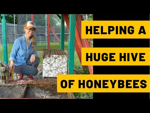 , title : 'Helping a Huge Hive of Honeybees'