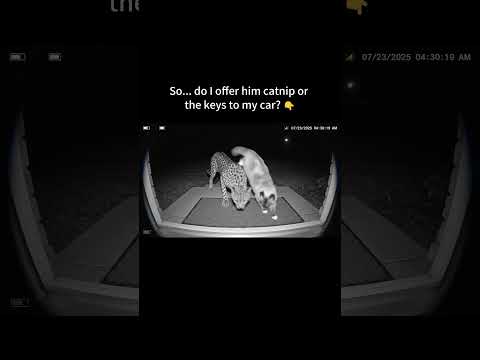 My cat brought home a Jaguar.Not the car.🐆 #viral #cats #fyp