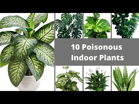 , title : '10 Poisonous Indoor Plants //Common Toxic Houseplants //Houseplants That Will Hurt Your Pets'