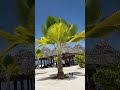 It S Beautiful Beautiful Shorts Nature
