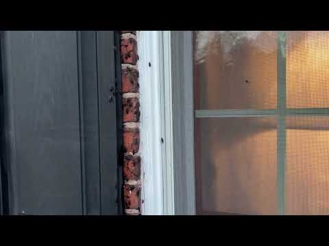 Whole Lotta Boxelder Bugs Crawling on the Building in Plainsboro, NJ