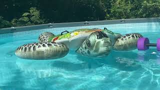 July 4 Pool Update!