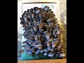 Blue Oyster mushroom Time Lapse