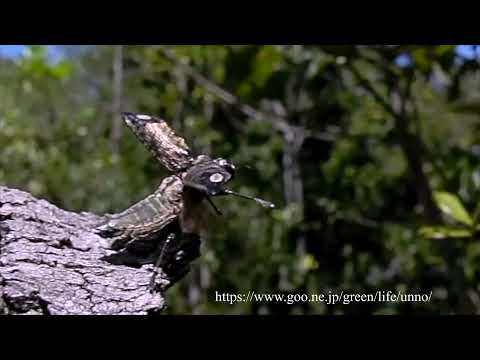 カワリタマムシの飛翔
