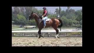 preview picture of video 'Morning Workouts - June 14, 2014 at Santa Anita Park'