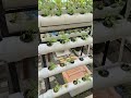 Sayur Bayam Bioponik