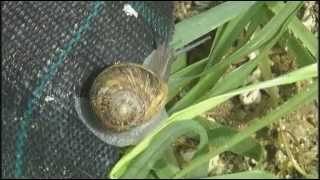 preview picture of video 'La industria del caracol en Andalucía'