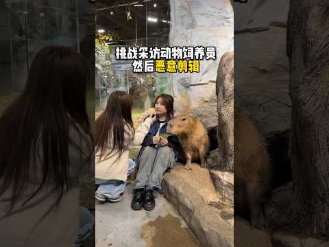 capybara 卡皮巴拉 挑戰用營銷號的方式惡剪飼養員 #水豚 #水豚君 #卡皮巴拉 #呆萌 #cute #可愛い #萌寵 #療癒 #short