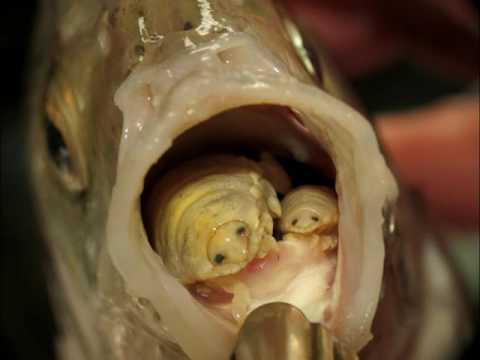 Vermi allatto del trattamento di bambino di pyranbodies Se è possibile liberarsi da vermi per mezzo di latte