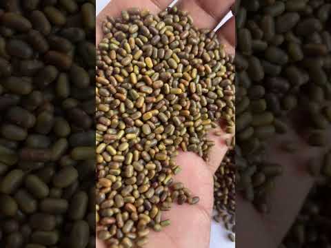 Sesbania seed / green manure/ dencha seed/dhaincha seed, pac...