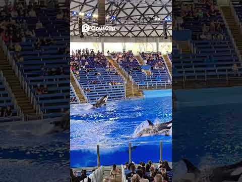 #show de #ballenas en #seaworld #sanantonio video completo en #youtube #trejosfamilyoficial #familia