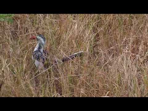 Djuma: Red-billed Hornbill hunting in the grass - 06:52 - 05/05/19