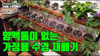 가정용 수경재배기 새싹인삼, 상추,딸기, 새싹채소 키우기