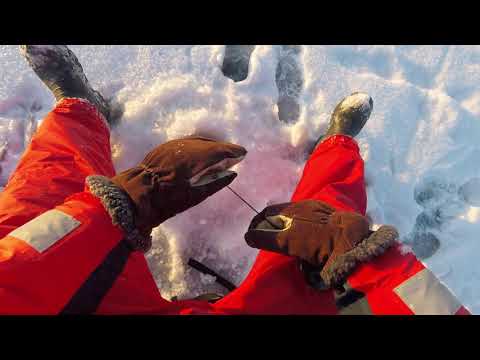 Norssipilkillä Räpsöössä 03022021