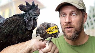 We Hatched $6,000 Chickens??
