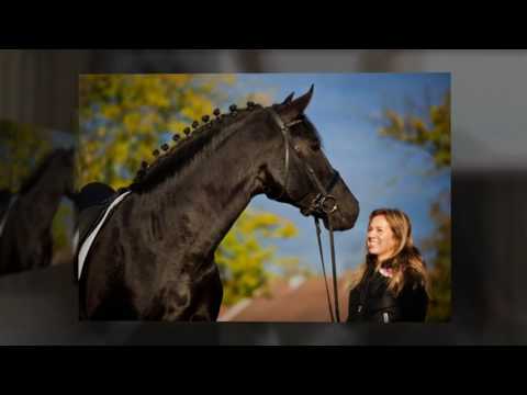 ANDALUSIAN HORSE BREEDERS - YEGUADA D PRESENTS BLACK DRESSAGE BREEDING STALLION - SCHOOLING GP