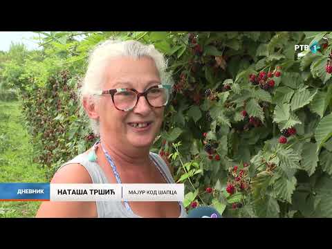 Od svih voćnih vrsta ove godine uzgoj kupine beleži najbolje rezultate