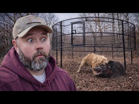 We Went To Set The Wild Pig Trap... Then This Happened