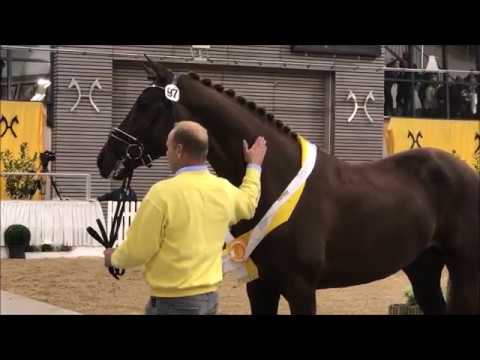 DAS ZWEI-MILLIONEN-DING - Körung Verden 2018 Prämienhengst von Vivaldi - Dancier