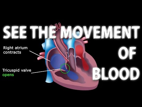 Cardiovascular System Overview Animation