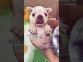 I AM Pibble WASH MY BELLAY Pets Meme Cute Wash My Belly