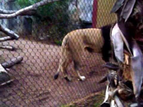 Big Cats at the Zoo - Leopard, Lions, Jaguar, Tigers and Cheetah