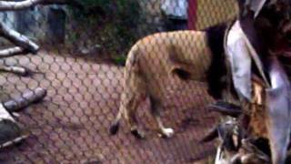 Big Cats at the Zoo - Leopard, Lions, Jaguar, Tigers and Cheetah