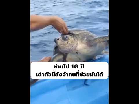 ผ่านไป10ปีเต่าตัวนี้ยังจำคนที่ช่วยมันได้