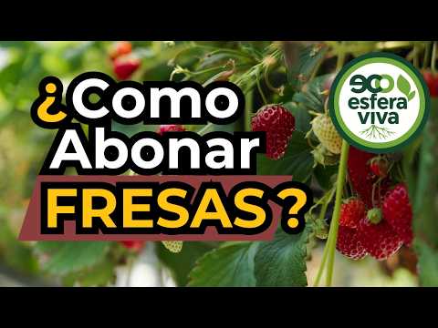 Spring Strawberry Fertilizing: Avoid This Common Mistake