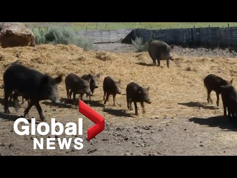 The danger of wild pigs in Canada