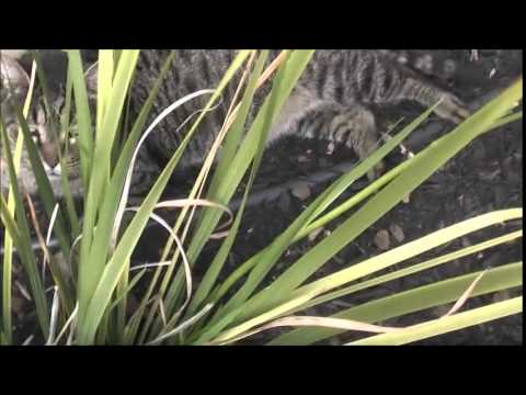 Kriesler 11 50 Twin  Fi Radio Cleaned Up Well!