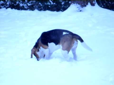 Ein Wintermorgen, gähn......