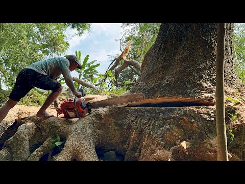 Difficult and Dangerous ‼️ Cut down the octopus-rooted trembesi tree.