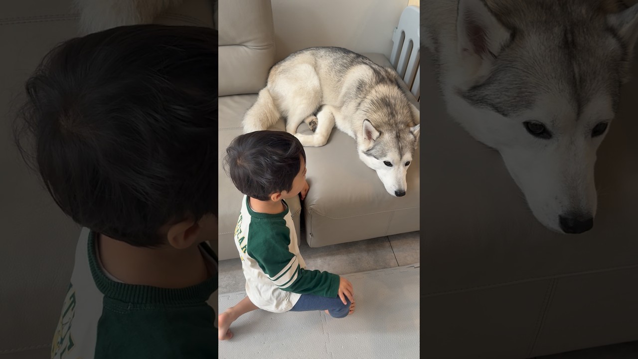お出かけするよ！ #husky #シベリアンハスキー #huskylife #siberianhusky #3歳児