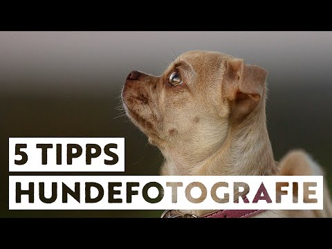 5 (Anfänger-) Tipps für tolle Hundefotos