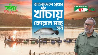 আন্ধারমানিক নদীতে খাঁচায় কোরাল মাছের চাষ