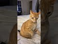 Ratchet Cat Attacks Owner