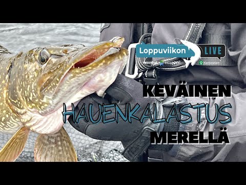 Keväinen hauenkalastus merellä | Loppuviikon LivE