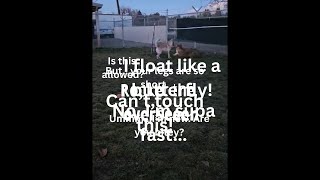 Video preview image #1 Australian Shepherd-Unknown Mix Puppy For Sale in Emmett, ID, USA