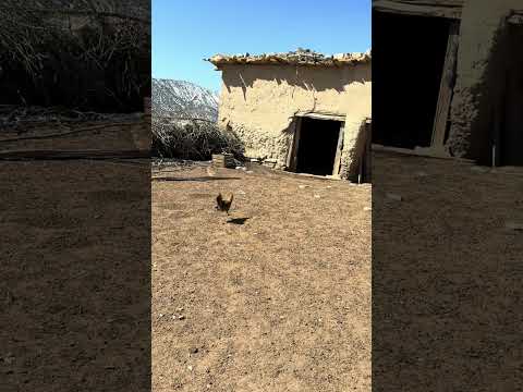 #رشيد_المغربي_مربي_دجاج