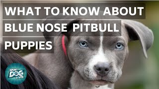 What to Know About Blue Nose Pitbull Puppies