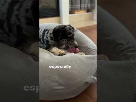 Catahoula Leopard dog puppy training is an exciting experience!