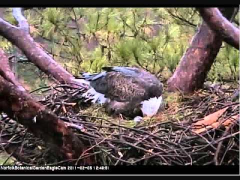 2-5-2011 Stretching the wings in the rain.wmv