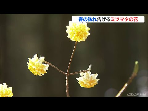 園芸 黄色い花を持つアミシア