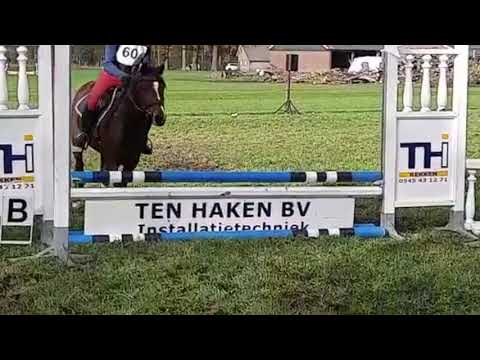 Braune Ponystute My Fair Lady von Mister Right aus der Leyla