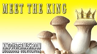 How to grow King Oyster Mushrooms in fruiting bags? Pleurotus Eryngii Mushroom Cultivation At Home